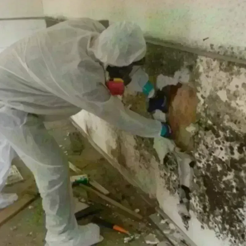 Mold Remediation and Removal in Hiram, OH